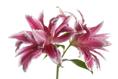 Beyaz bir arka planda izole nadir pembe zambak Terry bir şube.