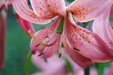 Güzel çiçekleri bahçe içinde pembe lilyum.