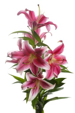 Beyaz arka planda izole çiçek kırmızı şarap zambak.