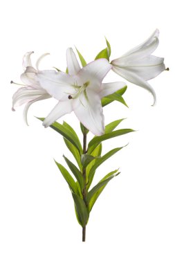 İzole ile narin beyaz pembe sınır lilyum bir şube.