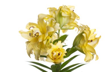 Beyaz arka planda izole parlak sarı lilyum bir şube.