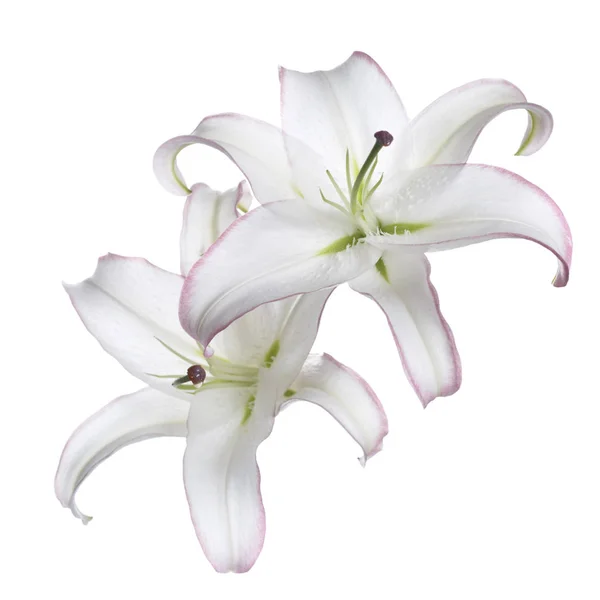 Нежный Цветок Лилии Белом Фоне — стоковое фото