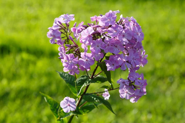 Lila Phlox Kertben — Stock Fotó