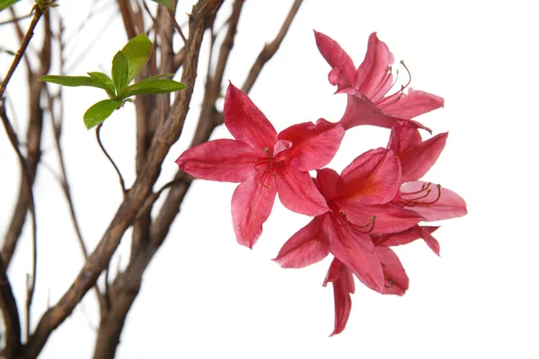 Rodadendron Med Röda Blommor Isolerade Vit Bakgrund — Stockfoto