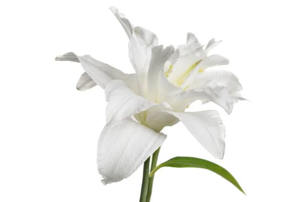 Zarte Lilie Blume Isoliert Auf Weißem Hintergrund — Stockfoto