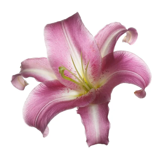 Delikatny Liliowy Kwiat Lilii Białym Tle — Zdjęcie stockowe
