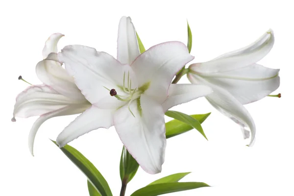 Branch Delicate White Pink Border Lilies Isolated — Stock Photo, Image