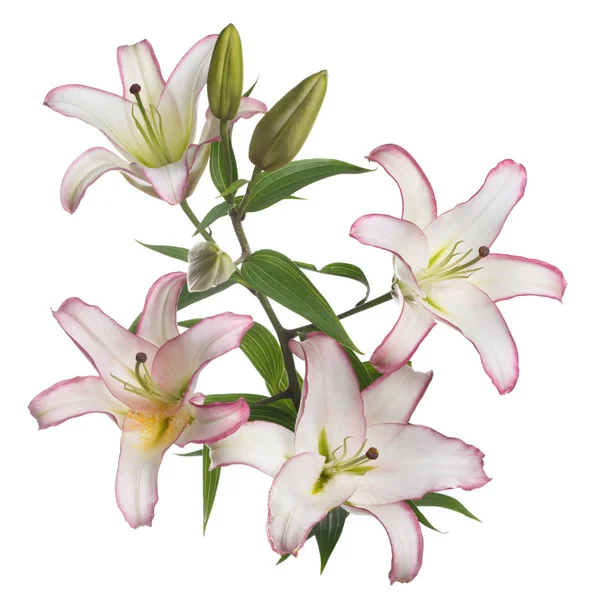 Pobočkou Křehkou Květinu Liliii Izolovanou Bílém Pozadí — Stock fotografie