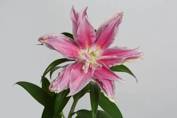 Pink tiger flower of exotic lily isolated on gray background.