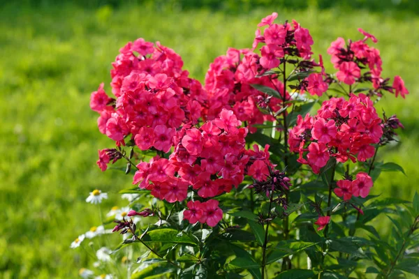 Eine Leuchtend Rosa Flocke Garten Einem Sonnigen Tag — Stockfoto