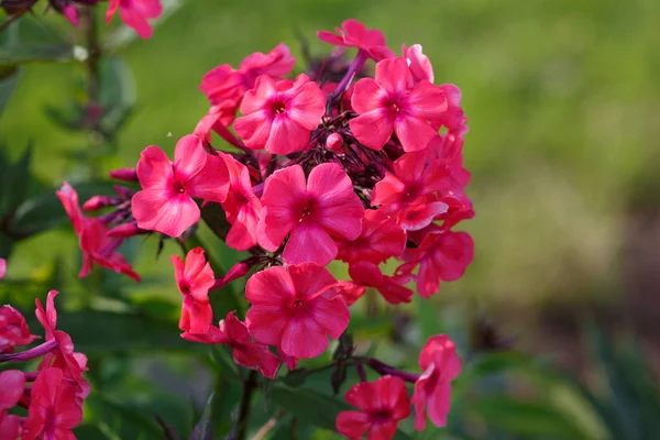 Een Fel Roze Flox Tuin Een Zonnige Dag — Stockfoto