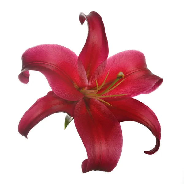 Ciemny Czerwony Lilia Kwiat Białym Tle — Zdjęcie stockowe