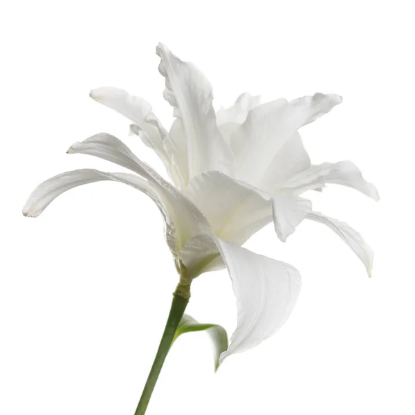 Delicado Lírio Flor Isolada Fundo Branco — Fotografia de Stock