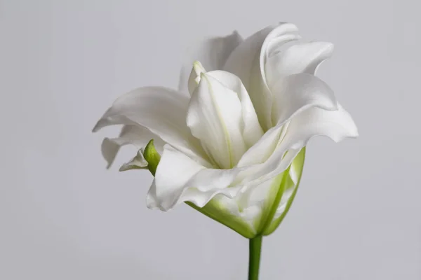 Terry white lily flower isolated on gray background.