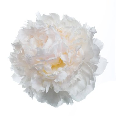 Beyaz arka planda izole narin şakayık.