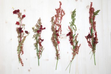 Sebze duvar kağıdı, kuzukulağı çiçeklenme botanik görüntü.