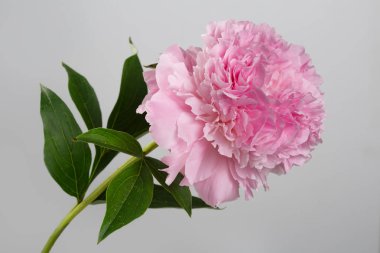 Gri bir arka planda izole pembe şakayık çiçek.