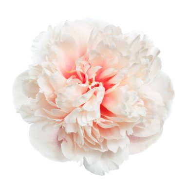 Beyaz arka planda izole güzel nazikçe pembe şakayık.