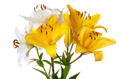 Beyaz arka planda izole edilmiş bir buket lilyum.