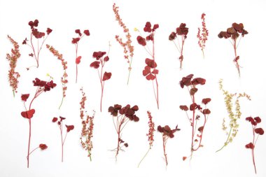 Sebze duvar kağıdı, kuzukulağı çiçeklenme botanik görüntü.