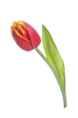 Beyaz arkaplanda kırmızı lale izole edildi.