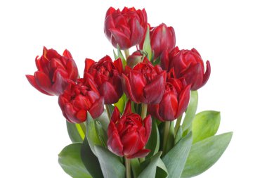 Beyaz arkaplanda izole edilmiş kırmızı lale demeti.