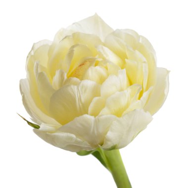 Beyaz arka planda izole edilmiş yavaşça sarı lale.