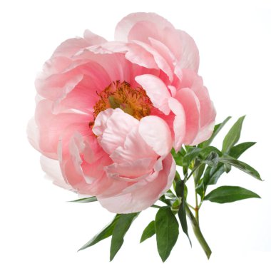 Beyaz arka planda izole şakayık pembe renk.