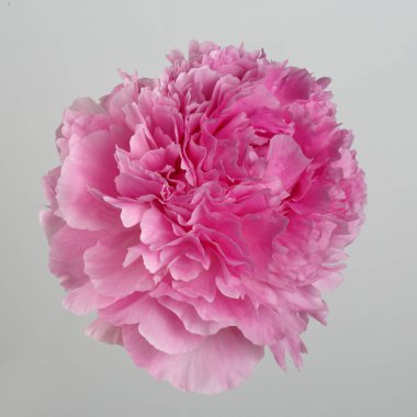 Gri bir arka planda izole pembe şakayık çiçek.