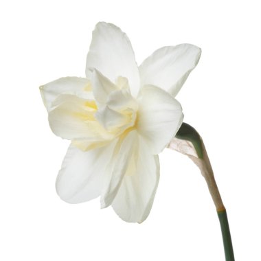 Beyaz arka planda izole narin nergis nergis.