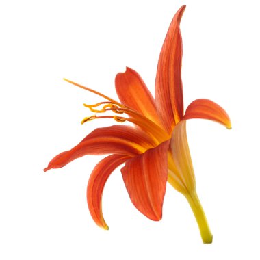 Turuncu çiçekler daylily beyaz arka planda izole.