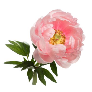 Beyaz arka planda izole şakayık pembe renk.