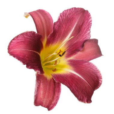 Beyaz arka planda izole kırmızı çiçek daylily.