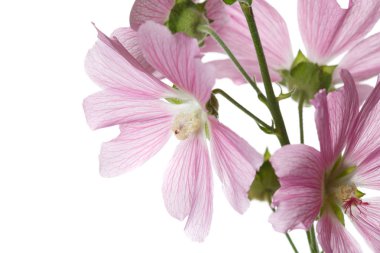 Beyaz arka planda izole pembe Mallow çiçekler çiçeklenme.