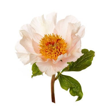 beyaz arkaplanda yalıtılmış şakayık çiçeği.