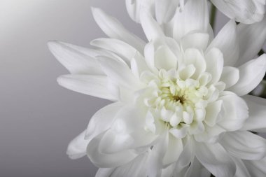 Gri arka planda beyaz krizsanthemums.