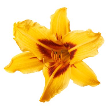 Beyaz arka planda izole zambak Bordo orta çiçek ile sarı.