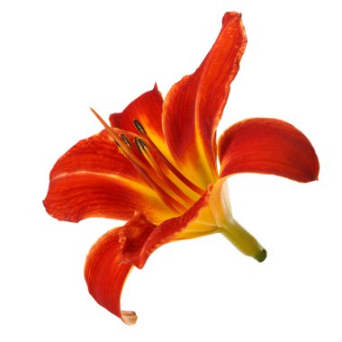 Beyaz arka planda izole turuncu çiçek daylily.