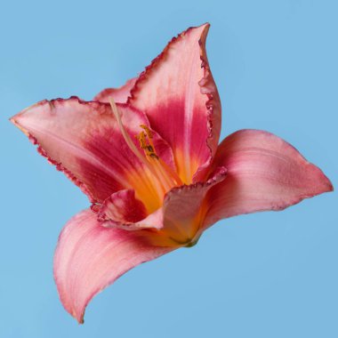 Daylily çiçek şeftali-mavi arka planda izole pembe renk.
