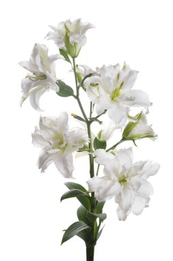 Beyaz Terry zambak bir şube ışık arka planda izole.