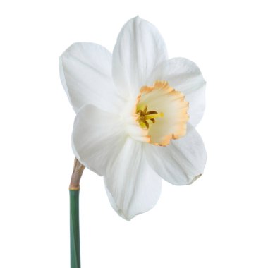 Beyaz arkaplanda yalıtılmış narsist çiçek.