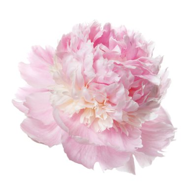 Beyaz arka planda izole narin pembe şakayık.