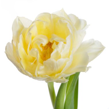 Beyaz arka planda izole edilmiş yavaşça sarı lale.