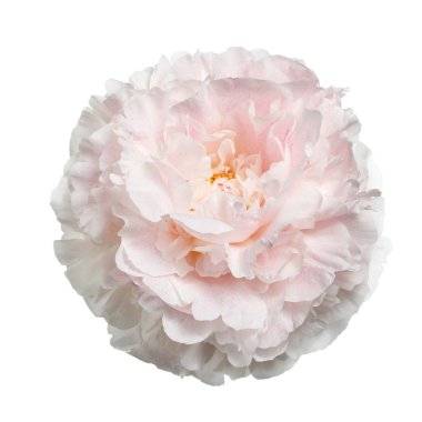 Beyaz arka planda izole narin şakayık.