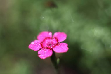 Su damlacıkları pembe karanfil çiçek.