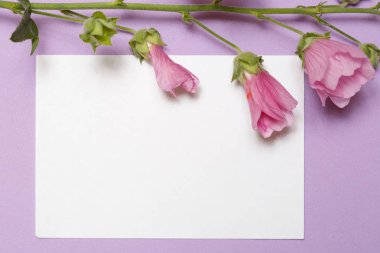 Beyaz bir kağıt levha ve Mallow bir çerçeve Lila arka planda yatıyor.