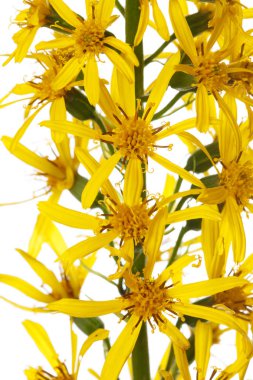 Beyaz arka planda izole çiçeklenme Ligularia parçası.