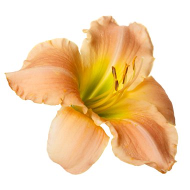 Beyaz arka planda izole bir çiçek günzambak.