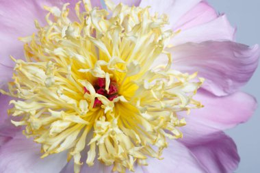 Gri bir arka planda izole sarı stamens ile pembe şakayık parçası.