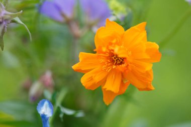Çim arka planda yaban çiçekleri bir buket.